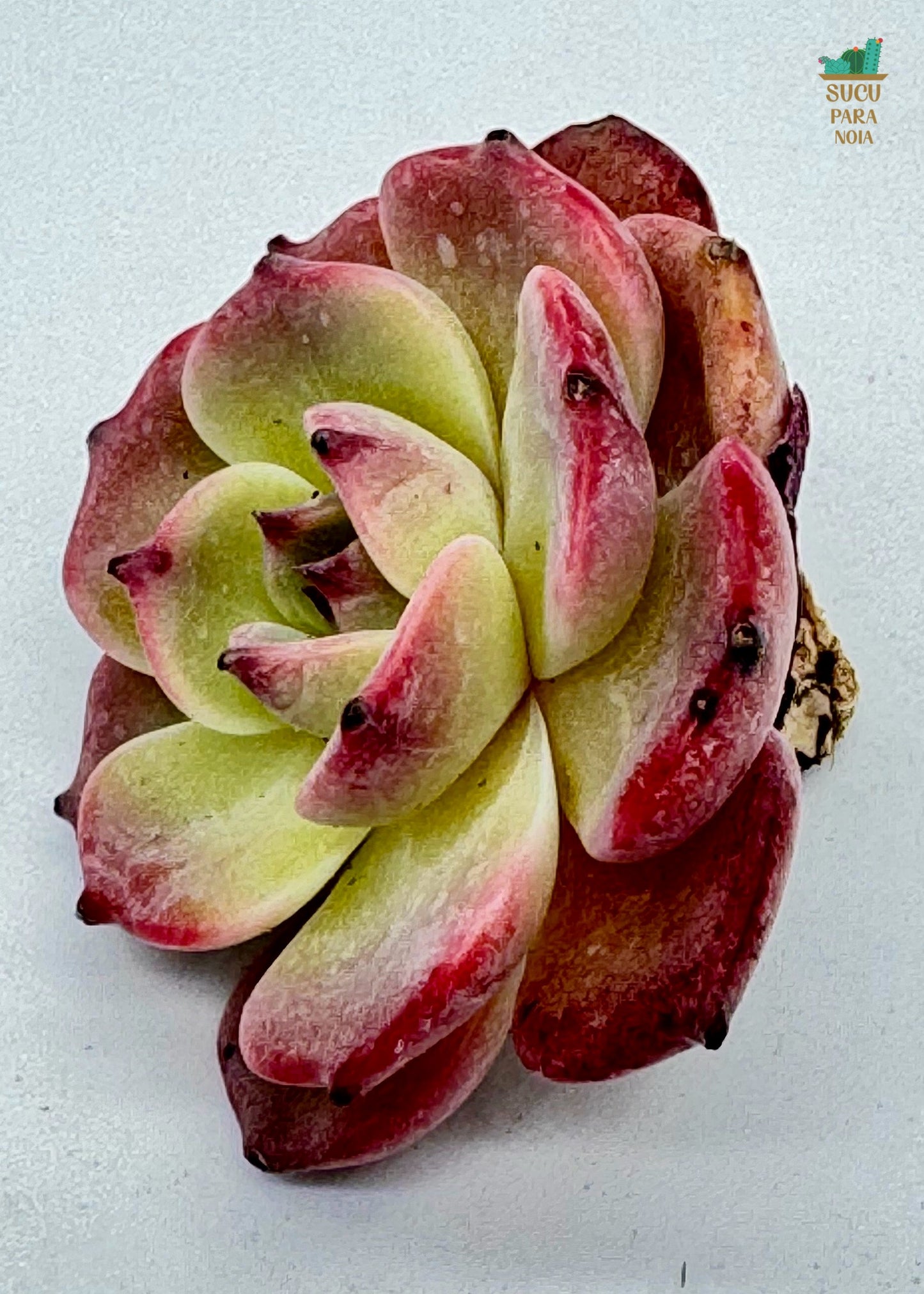 Echeveria Laulensis