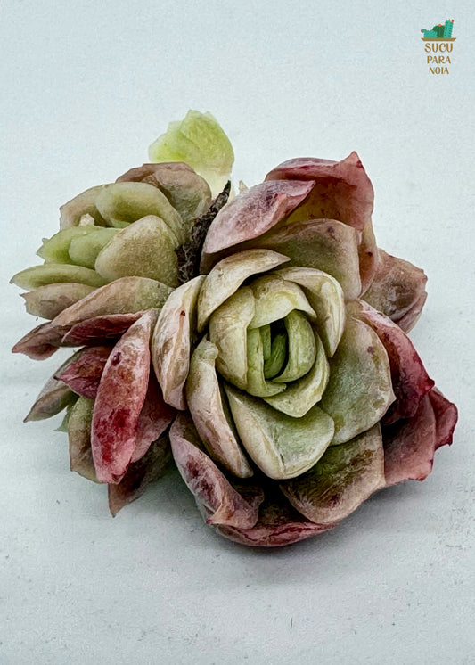 Echeveria Sakula double head