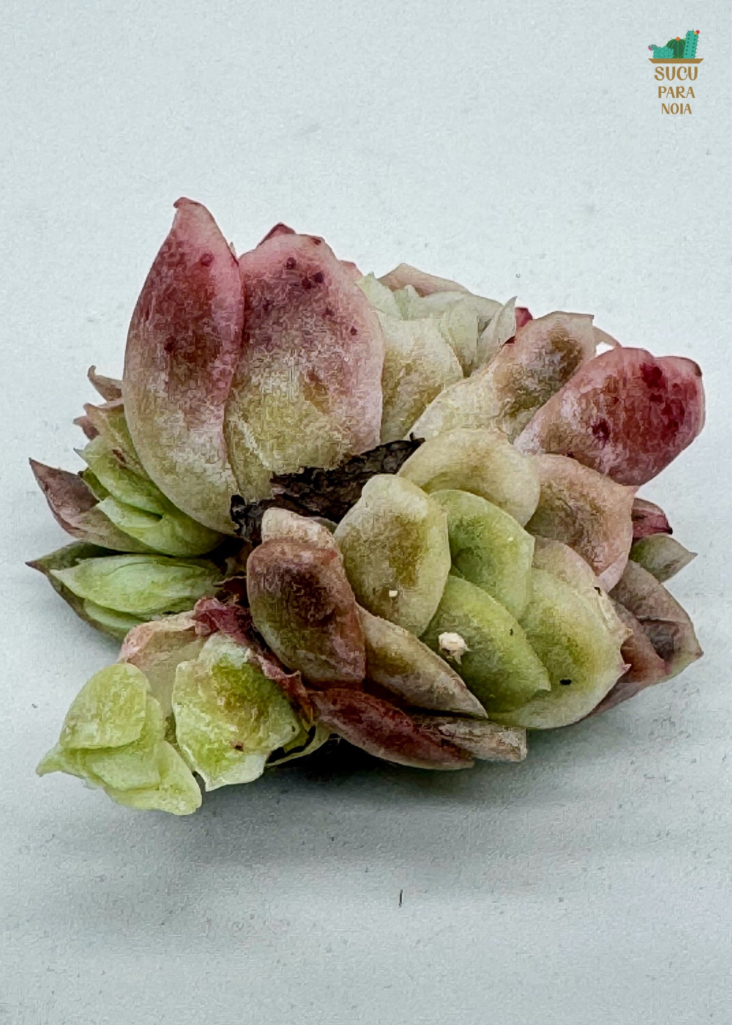 Echeveria Sakula double head