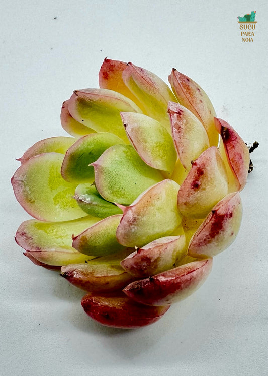 Echeveria Red border