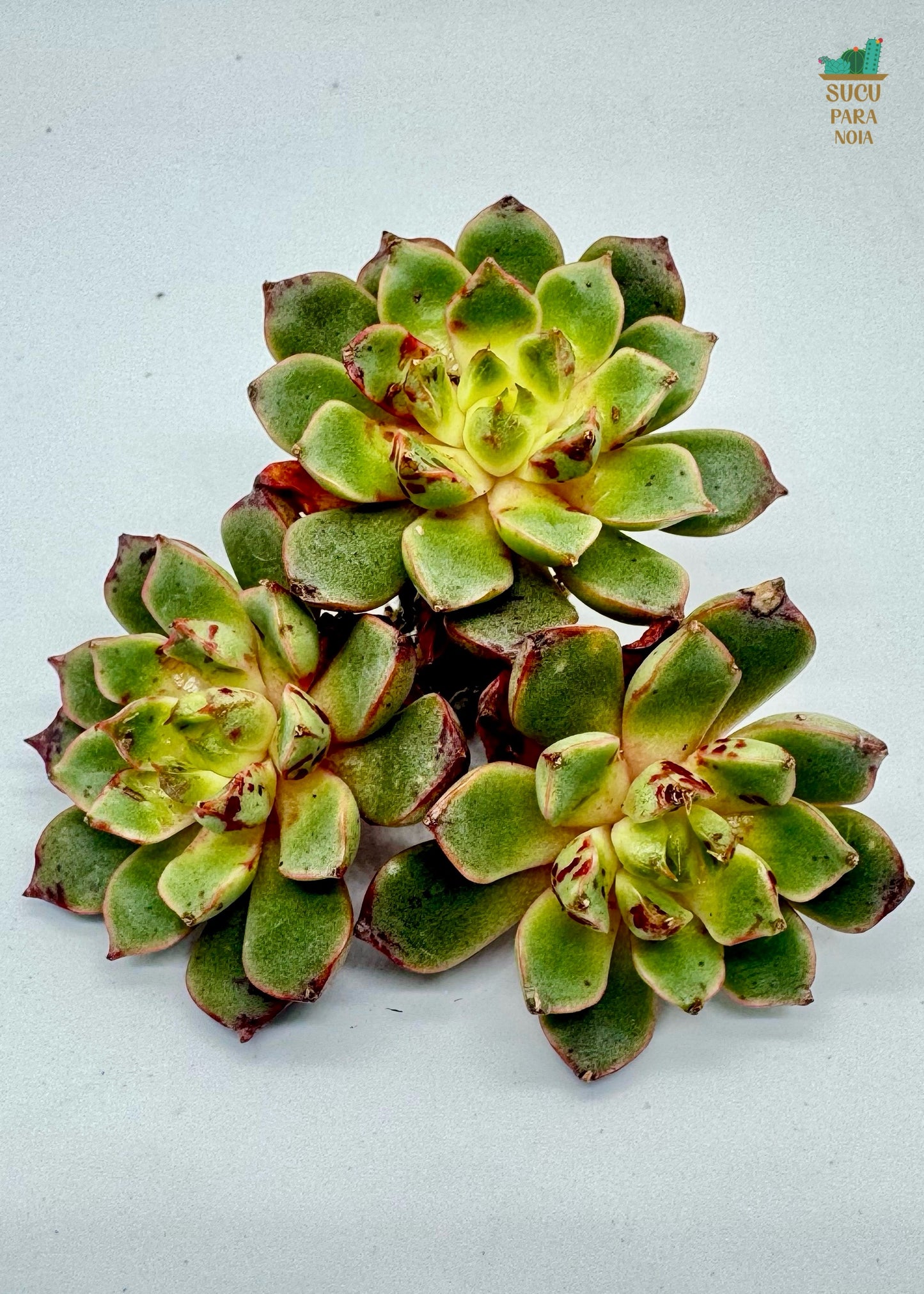 Echeveria Blood drop clustening