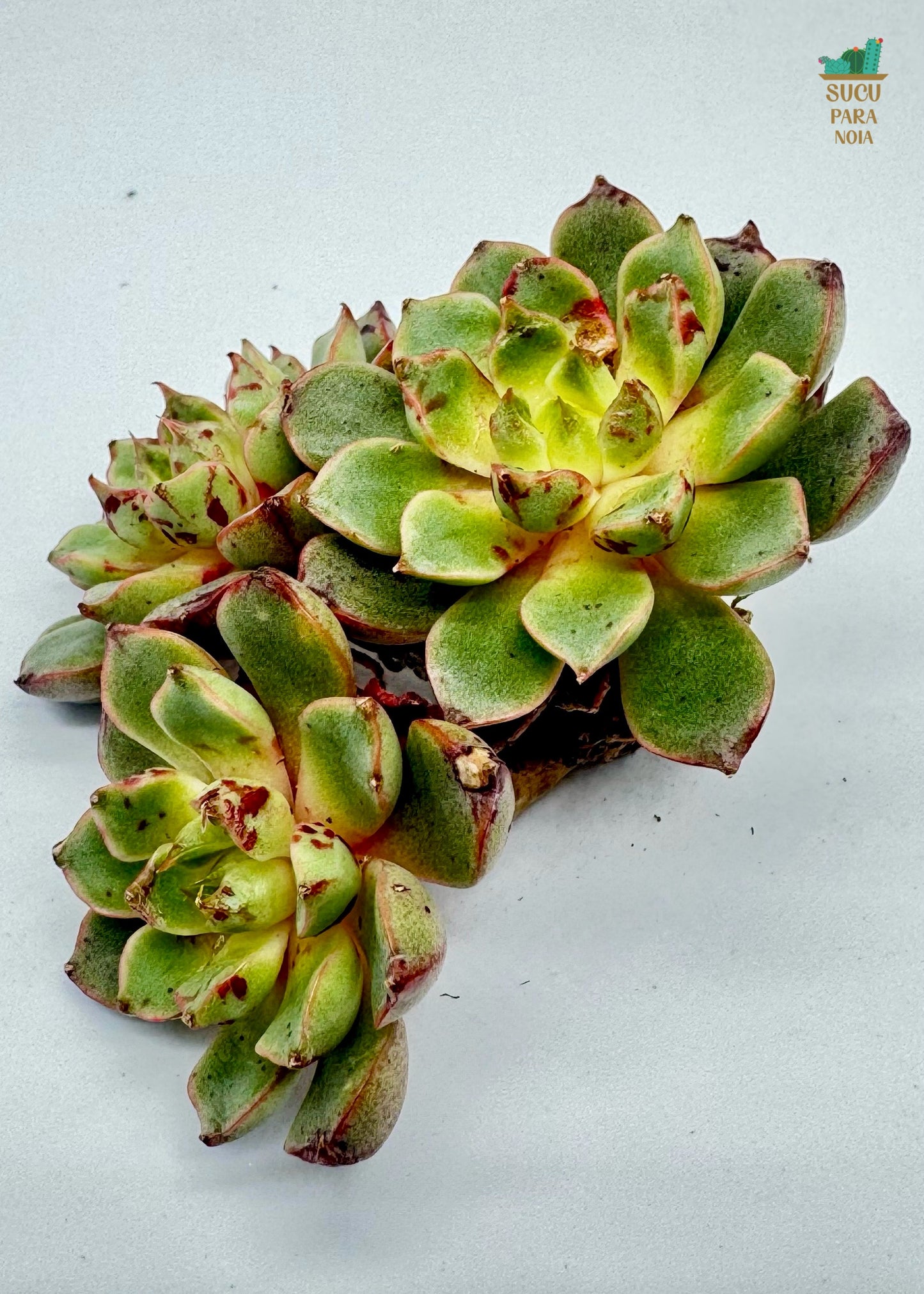 Echeveria Blood drop clustening