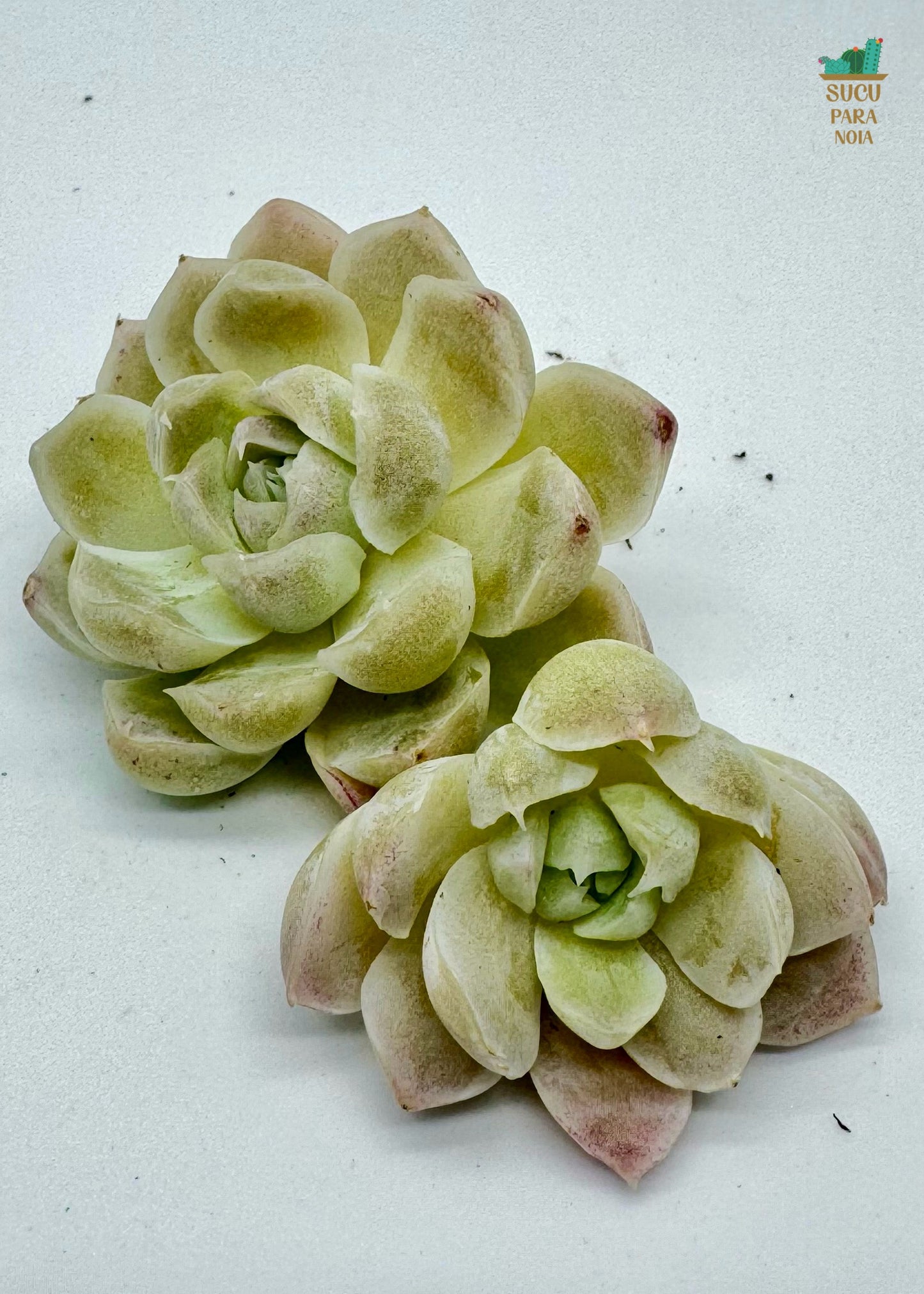 Echeveria Elegans Alba