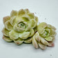 Echeveria Elegans Alba