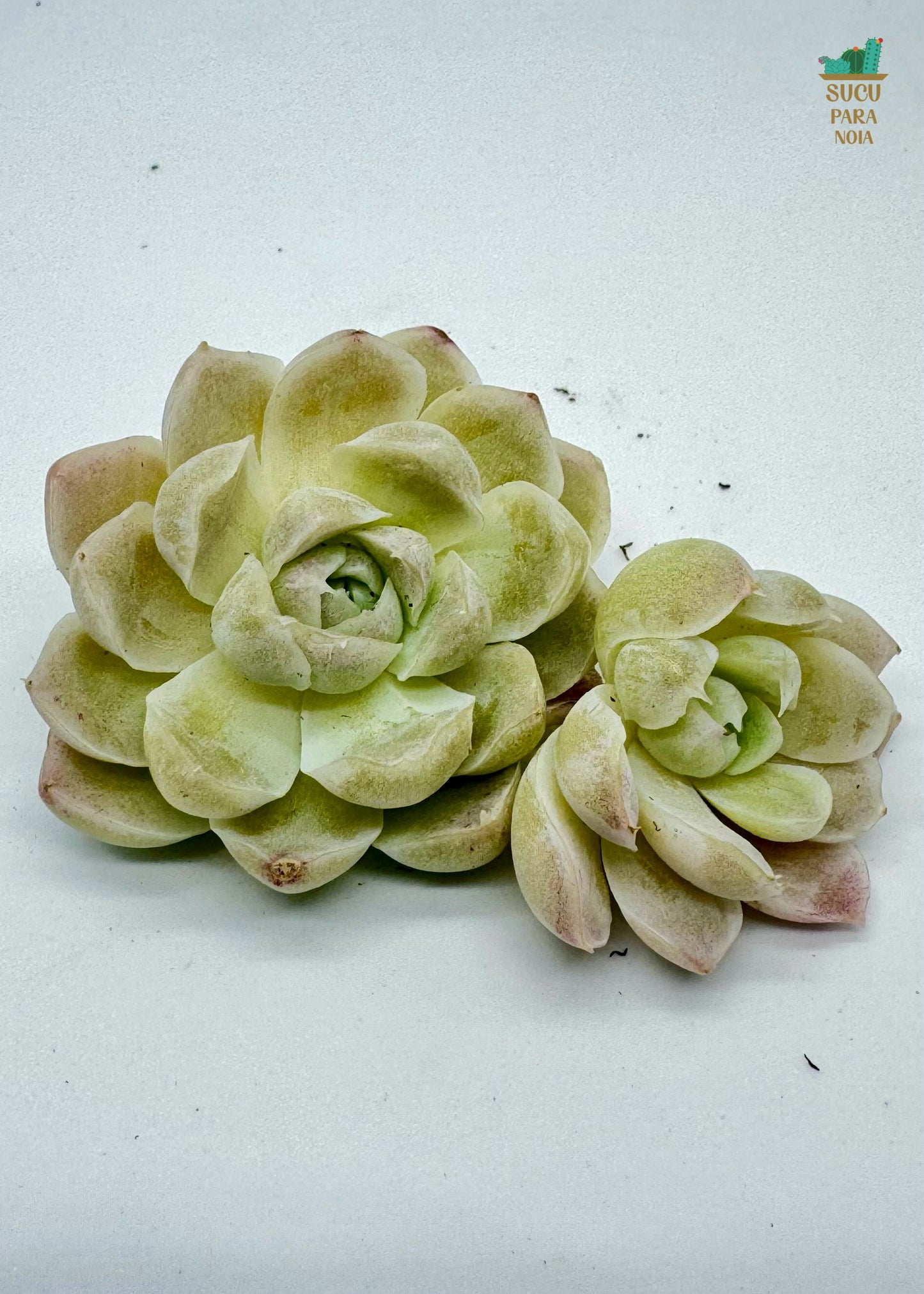 Echeveria Elegans Alba