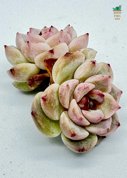 Echeveria Sugarheart Velvet Double Head