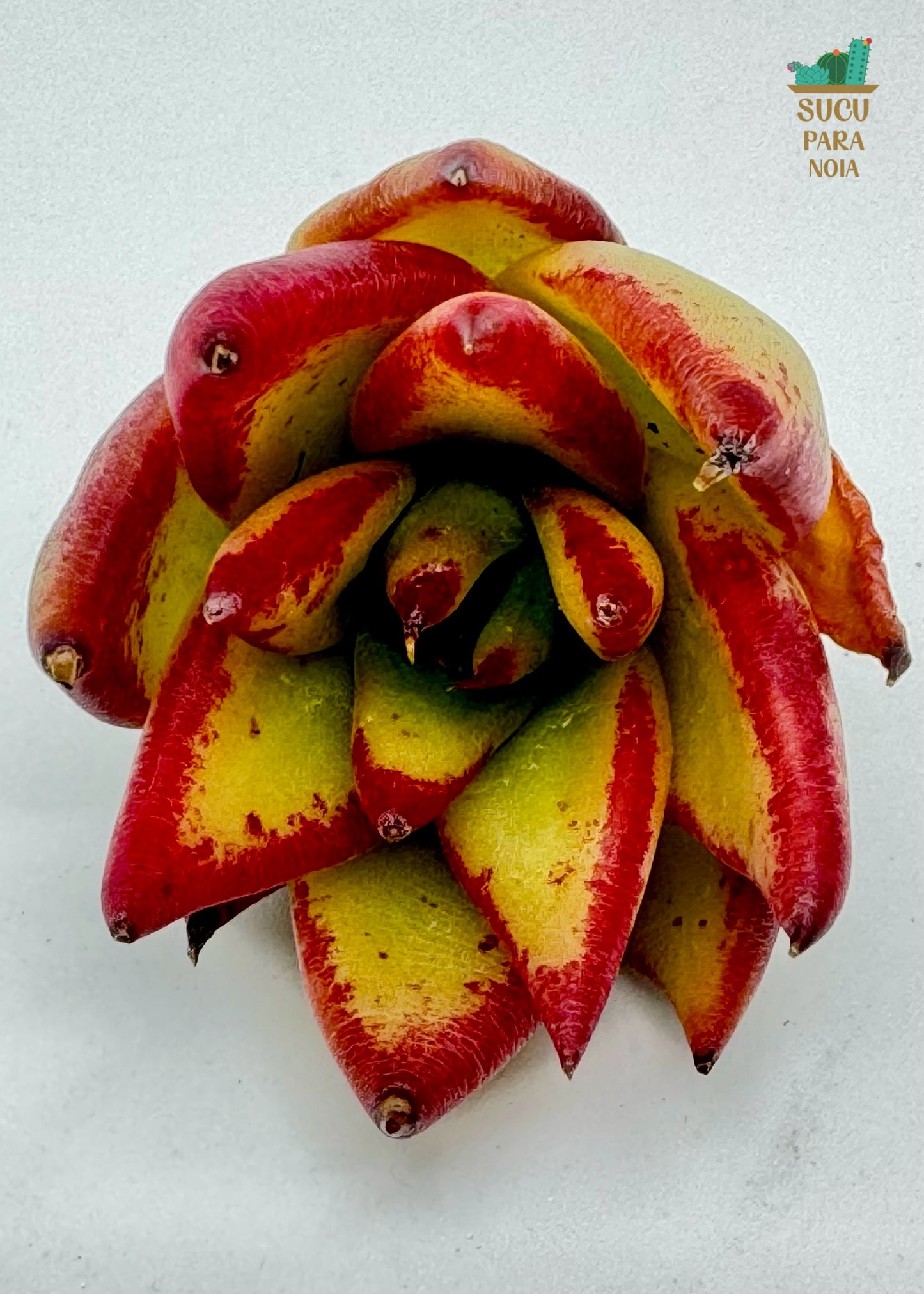 Echeveria Agavoides Ebony