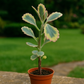 Kalanchoe fedtschenkoi ‘Variegata’ (tricolor)