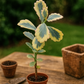 Kalanchoe fedtschenkoi ‘Variegata’ (tricolor)