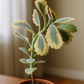 Kalanchoe fedtschenkoi ‘Variegata’ (tricolor)