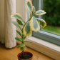 Kalanchoe fedtschenkoi ‘Variegata’ (tricolor)