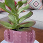 Kalanchoe Vivien