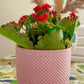 Kalanchoe Blossfeldiama (flores rojas)